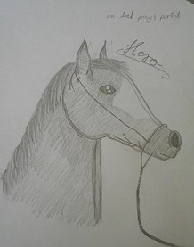 Hero, an arab pony