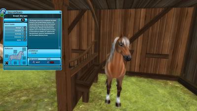 The Morgan from Star Stable 