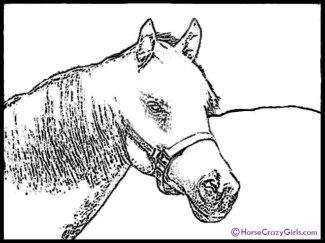 Horse Coloring Sheets on Free Horse Coloring Pages