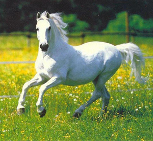 My White horse (gray)