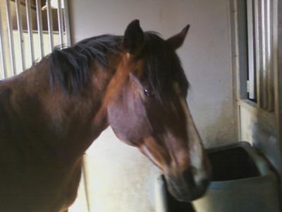  this is one of my horses promiss(mare)