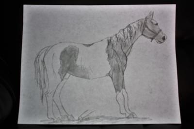 Paint horse (Sorry everyone, it's a bit blurry)