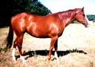 my horse red flame