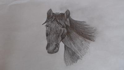 Horse head sketch by Elizabeth