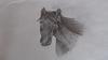 Horse head sketch by Elizabeth