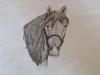 Another horse head sketch by Elizabeth
