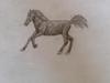 Horse sketch by Elizabeth