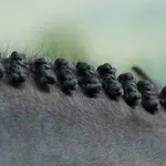 hunter-braids