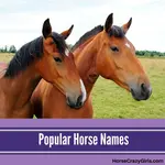 Find popular horse names shared by horse crazy girls! Add your own and comment on others. 