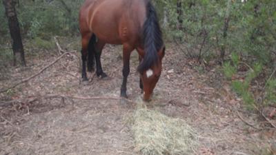 This is the pony I ride, Annie. The best pony EVER!