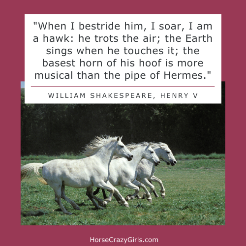 Horse Quotes