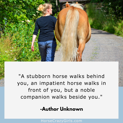 horse quotes noble companion