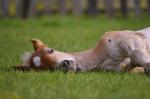 A palomino foal with a white star laying down in the grass. The foal is stretched out and has its head on the grass. The foal's eyes are closed and there is a wooden fence in the background.