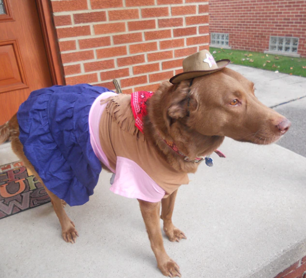 A dog in a cowgirl outfit.