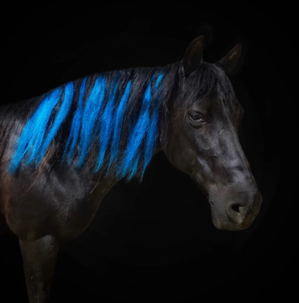 A black horse with blue mane extensions in its mane.