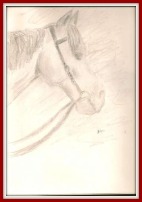 A pencil drawing of a horse head where the horse is wearing a western style bridle with reins. Only the horse's head and neck are drawn.