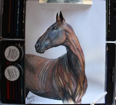 Akhal-Teke Drawing 