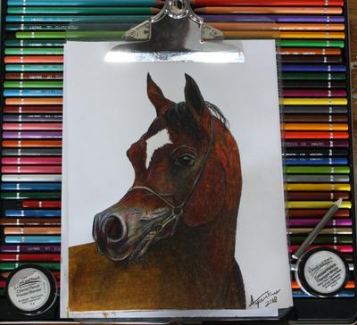 An drawing of a bay Arabian horse's head. The horse has a large white star marking and is wearing a halter. The horse is looking off to the side. The drawing is sitting on colored pencils.