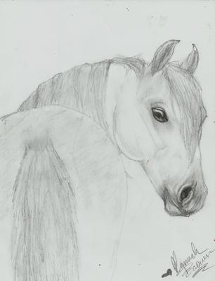 A pencil drawing of an Andalusian horse looking back over its shoulder at the observer.