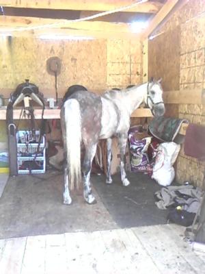 sugar, one of my horses