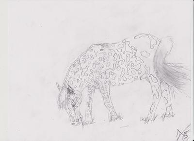 A pencil drawing of an Appaloosa horse grazing.