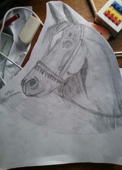 Arab horse head