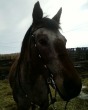 My horse Jewel!! :)