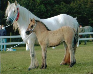 CC my horse and BB the foal -- HorseCrazyGirls.com