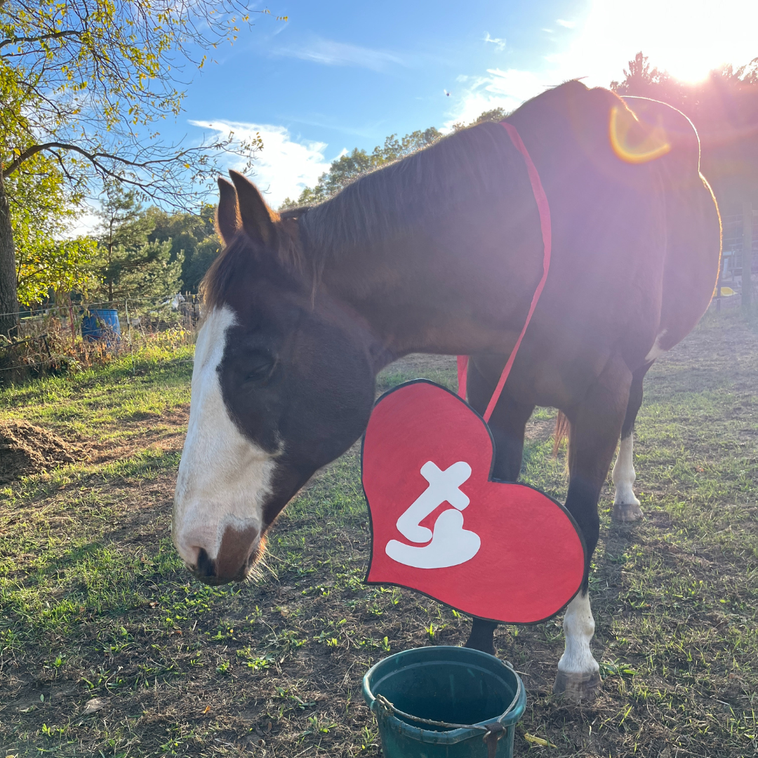 A horse wearing a tag like the beanie babies have