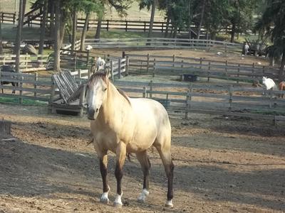 This is Zues. He is an eight year old buckskin.