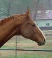 look at how cute this chestnut horse is 