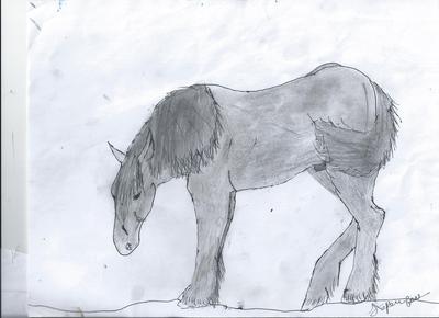 A drawing of a gray draft horse standing still. The horse's head is lowered towards the ground as if it is looking at something.
