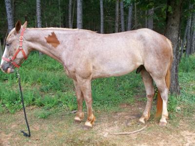 This Is Blaze Ground Tying In His Pasture 