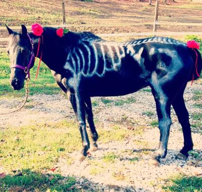 A horse with its skeleton drawn on its body with mane in its mane and tail.