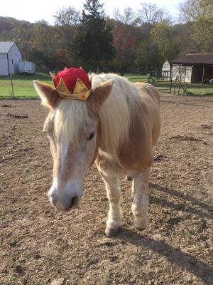 A horse standing in a field wearing a hat that looks like a crown for a prince.