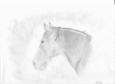 A pencil drawing of a horse's head. The horse is looking away from the observer and the horse is shaded in.