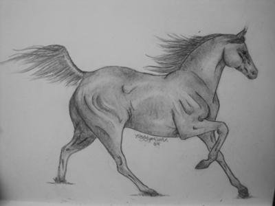 A pencil drawing of an Arabian horse cantering. The artist's signature appears under the horse's belly.