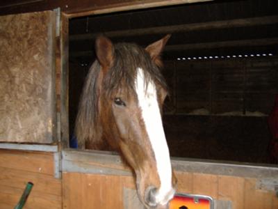 molly my horse