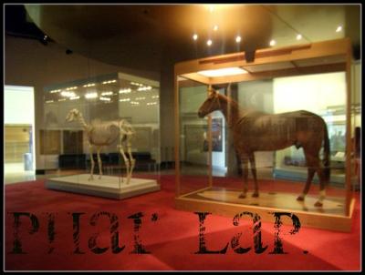 Phar Lap at the museum in Melboune, 2010 (photo courtesy my sister)