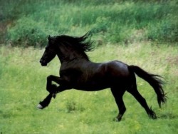 A Fresian galloping