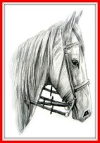 A pencil drawing of a horse head, where the horse is wearing an english bridle with a pelham bit and a double set of reins. Only the horse's head and neck are drawn.