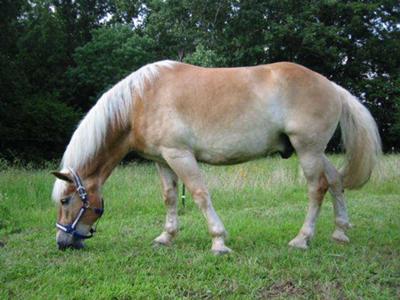 A palomino horse grazing. 