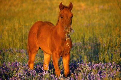 foal