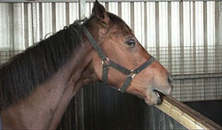 This isn't Baby, but it is a horse cribbing