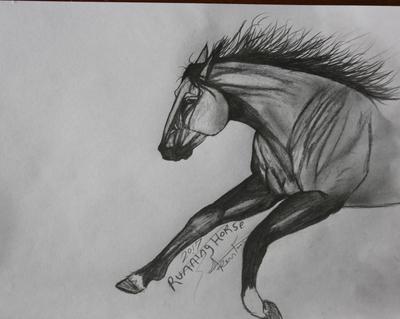 detailed horse drawing