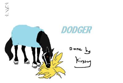 A black horse eating hay off the ground. The horse is wearing a blue sheet and a halter. The horse has a white face stripe and four white pastern markings. The image says 'Dodger done by Kristy'