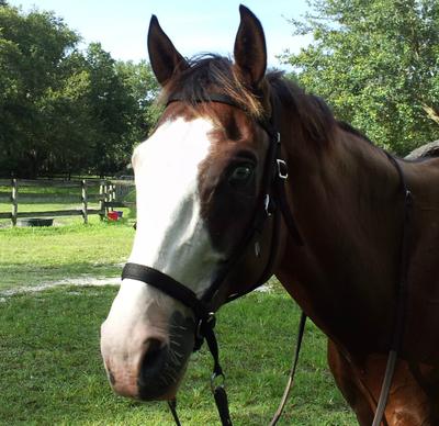 A bay horse with a white blaze wearing the black Dr.Cook Bitless Bridle. There are trees and a fence in the background. There is grass on the ground.