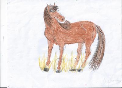 young horse 