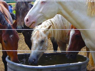 These are horses at my barn. 