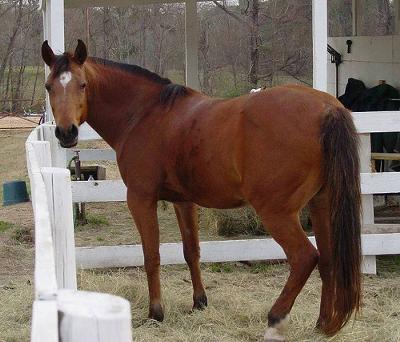 bay mare from internet that looks like star